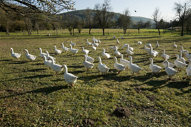 gansos - martinsgans fotografías e imágenes de stock