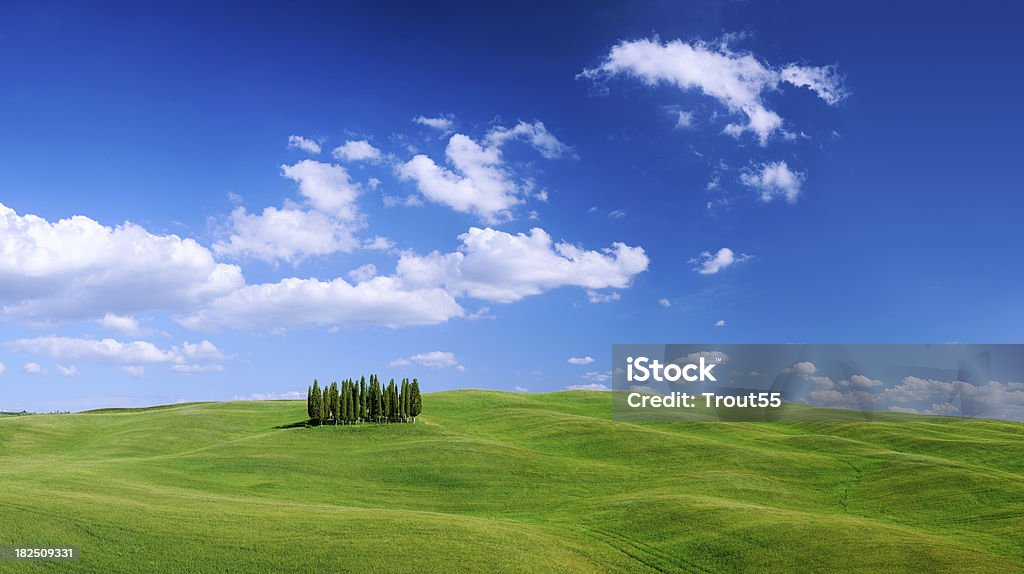 Paisagem de ciprestes verdejantes entre campos verdes. - Foto de stock de Azul royalty-free
