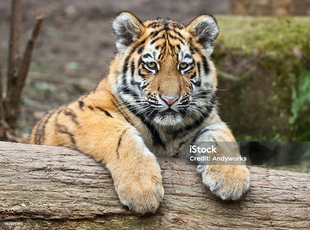 Entspannende Tiger Cub - Lizenzfrei Bedrohte Tierart Stock-Foto