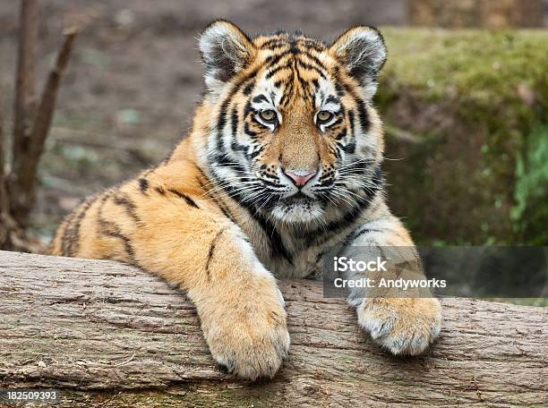 Relajante Cachorro De Tigre Foto de stock y más banco de imágenes de Aire libre - Aire libre, Animal, Animal joven