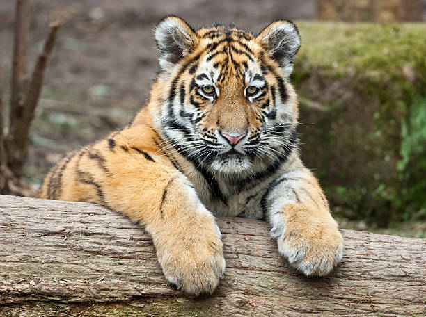 istock A tiger cub taking a moment to relax on a log 182509393