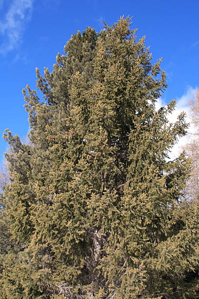istock Huge fir tree in the European alps 182509469