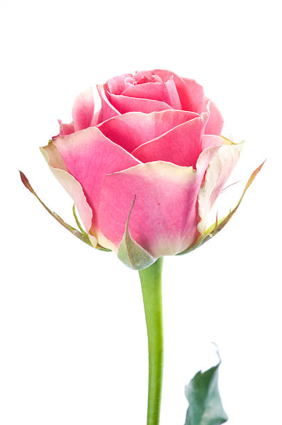istock Beautiful pink rose on white 182509616
