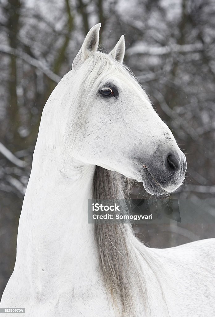 Charmant angel - Photo de Cheval libre de droits