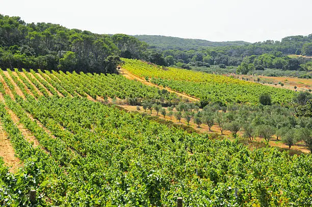 "Olive groves and vineyards, Provence, in southern France."