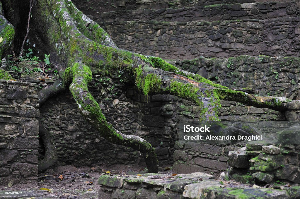 大きな木に根の遺跡パレンケ - コケ�のロイヤリティフリーストックフォト