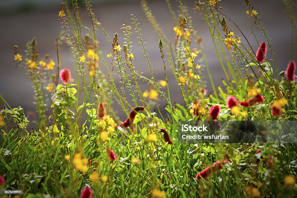 Cama con flores - Foto de stock de Aire libre libre de derechos