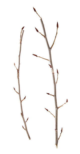 istock Twigs and Sticks Isolated on White 182510017