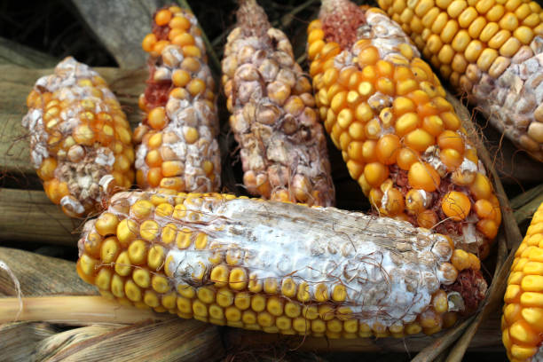 istock Corn cobs are affected by fusarium - the causative agent of Fusarium moniliforme 1825101289