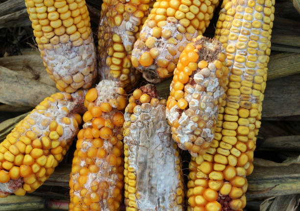 istock Corn cobs are affected by fusarium - the causative agent of Fusarium moniliforme 1825101801