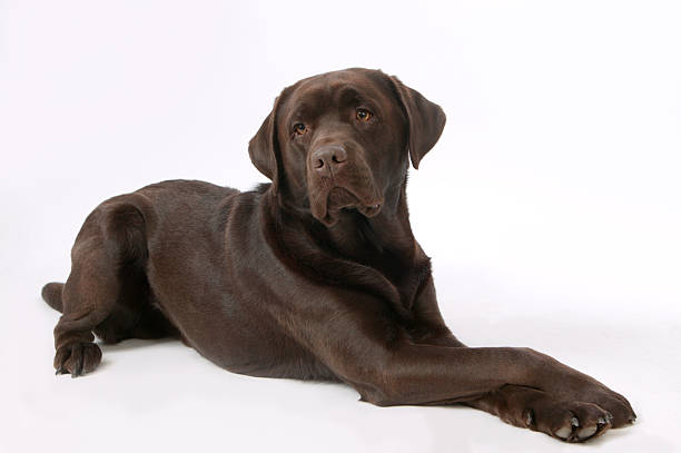 Brown labrador puppy on the grass