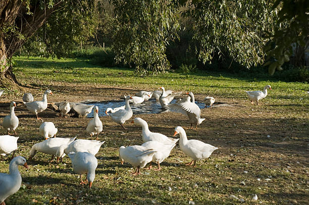 gansos - martinsgans fotografías e imágenes de stock