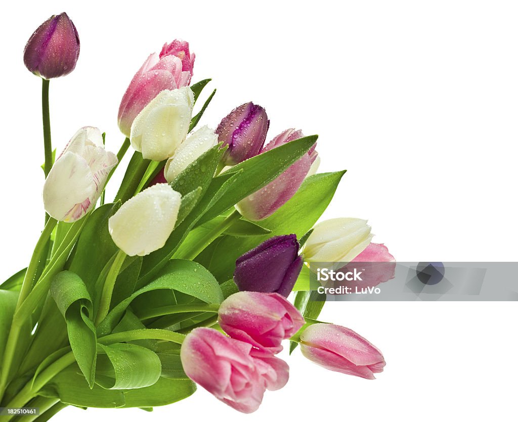 Tulipani - Foto stock royalty-free di Aiuola