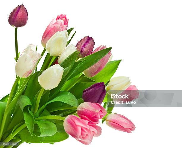 Tulipani - Fotografie stock e altre immagini di Aiuola - Aiuola, Amore, Bellezza