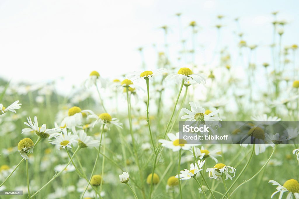 Chamomiles - Lizenzfrei Kamille Stock-Foto