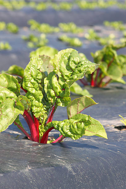 acelga vermelha - ruby red chard - fotografias e filmes do acervo