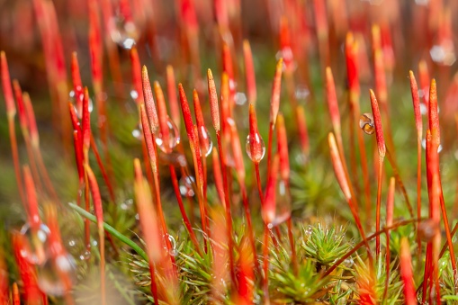 Close up of vibrant green moss covering a damp surface with small red stems and brown grass blades