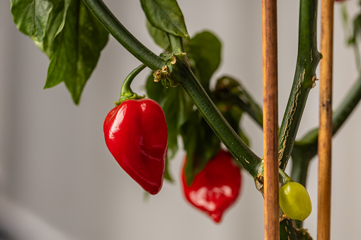 Hot Habanero pepper. Balcony flower. A green plant grown on a balcony.