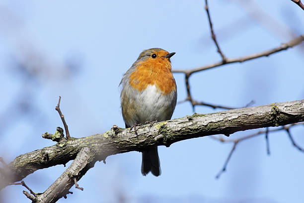istock Spring robin red-breast Erithacus rubecula on prominent perch 182510891