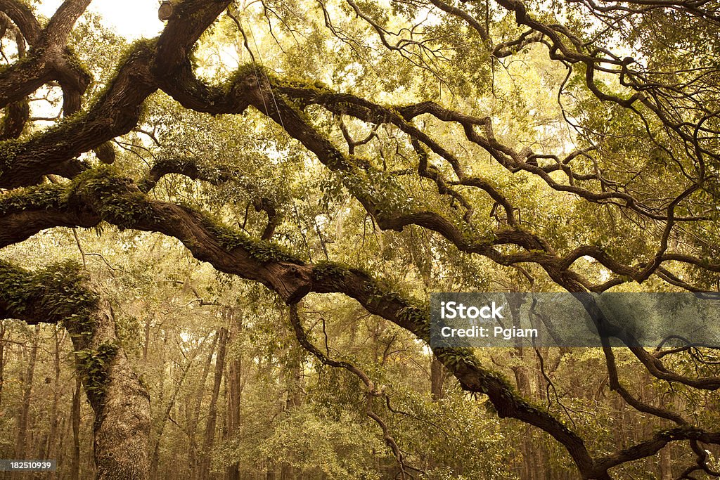 Antica Angel Oak vicino a Charleston - Foto stock royalty-free di Albero