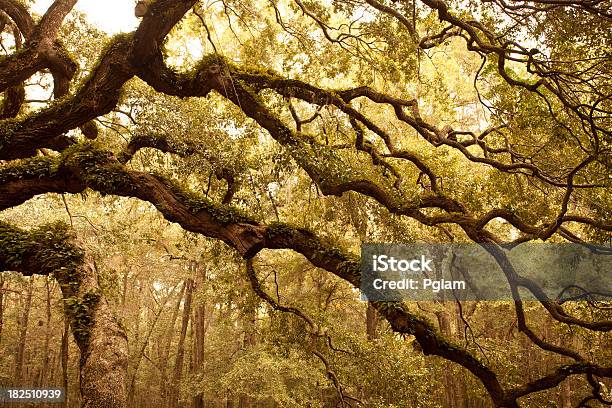 Antica Angel Oak Vicino A Charleston - Fotografie stock e altre immagini di Albero - Albero, Ambientazione esterna, Ambiente