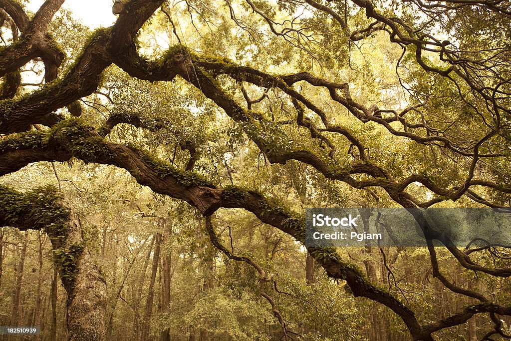 Antiga Angel Oak perto de Charleston - Foto de stock de Alto - Descrição Geral royalty-free