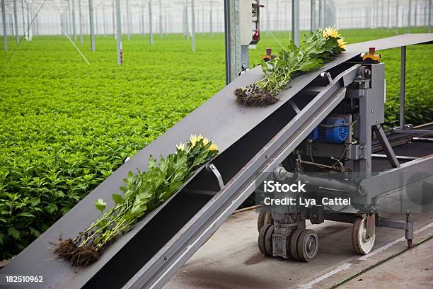 Foto de Estufa 20 Xxxl e mais fotos de stock de Agricultura - Agricultura, Frete, Campo