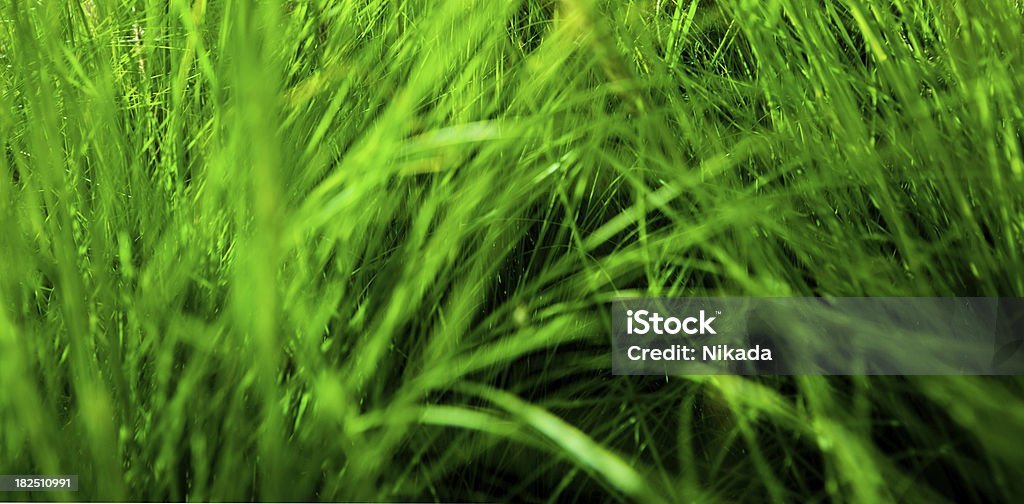 緑の芝生 - イースターのロイヤリティフリーストックフォト