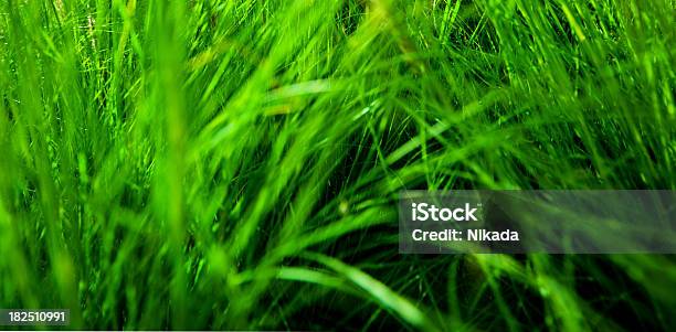 Relva Verde - Fotografias de stock e mais imagens de Abril - Abril, Agricultura, Ao Ar Livre
