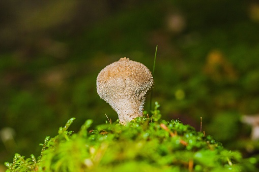 A small mushroom sits atop a green grassy field covered in moss, creating a bucolic natural scene