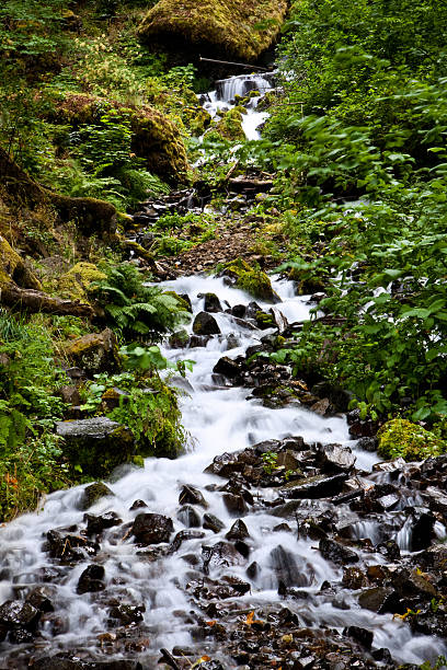 Long Exposure Forest Stream stock photo