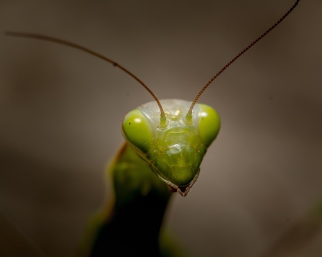 A green Praying Mantis is perched on a leaf, searching for its next meal