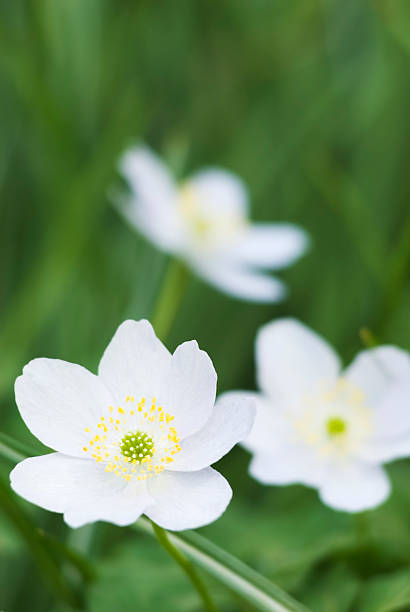 ハナイチゲ（anemone nemorosa )-iii - yellow wood anemone ストックフォトと画像