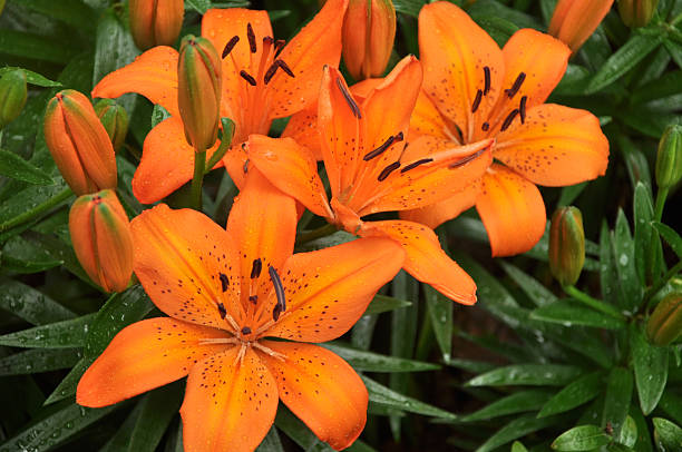 orange lilium spp/lis asiatique - lily lily family temperate flower asiatic lily photos et images de collection