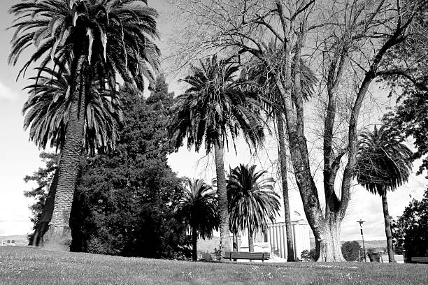 istock Palm Trees in City Park 182511763
