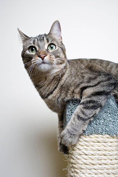 istock Portrait of a Grey Tabby Cat 182511780
