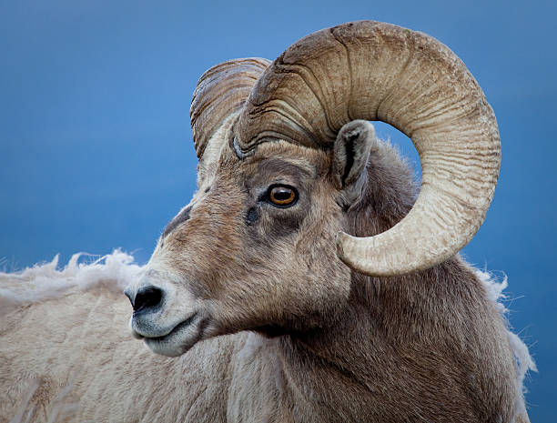 colorado bighorn ram - bighorn sheep stock-fotos und bilder