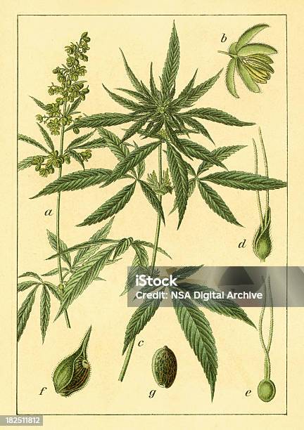 カンナビス アンティークの花のイラスト - 大麻草のベクターアート素材や画像を多数ご用意 - 大麻草, 植物学, 繊維 大麻