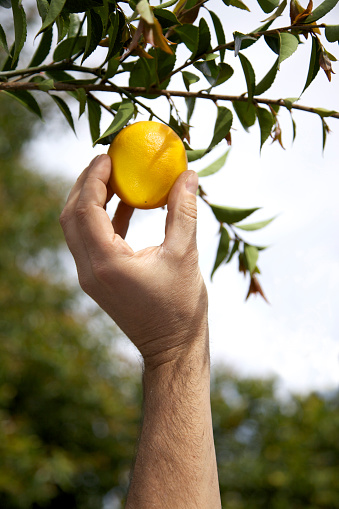 Picking a ripe lemon. Shallow depth of field.