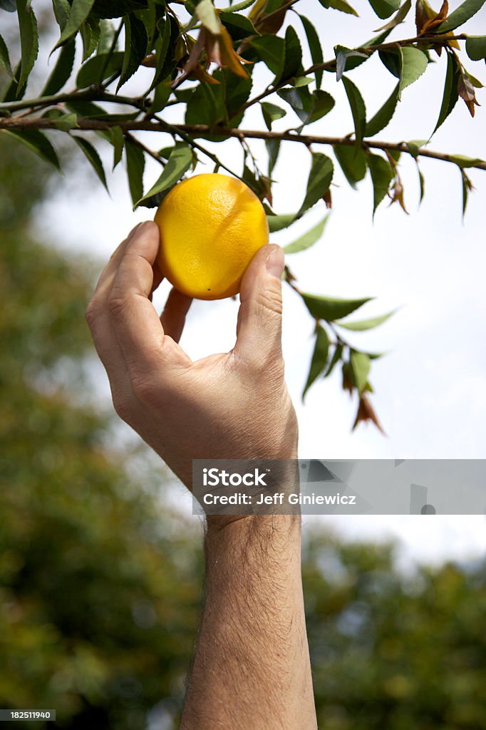 Picking a ripe lemon. Picking a ripe lemon. Shallow depth of field. Lemon - Fruit Stock Photo