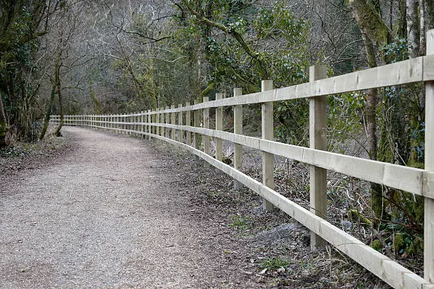 Woodland walk  fenceposts