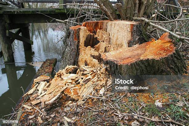 Photo libre de droit de Broken Souche Darbre banque d'images et plus d'images libres de droit de Anneau de croissance d'un arbre - Anneau de croissance d'un arbre, Arbre, Bois