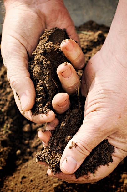 istock Gardeners Hands Sifting Soil 182511981