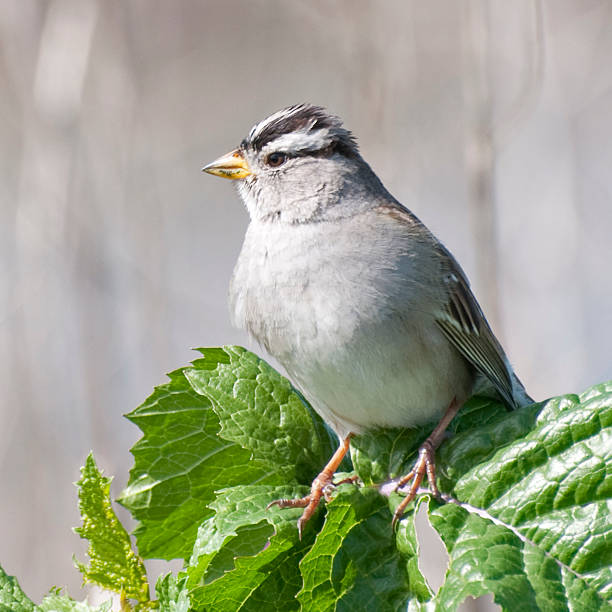 istock white crowned sparrow  Zonotrichia leucophrys 182512055