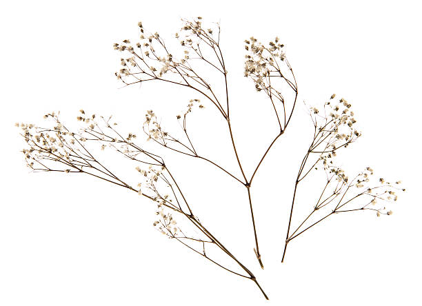 istock Dry Baby's Breath Ornamental Plant 182512291