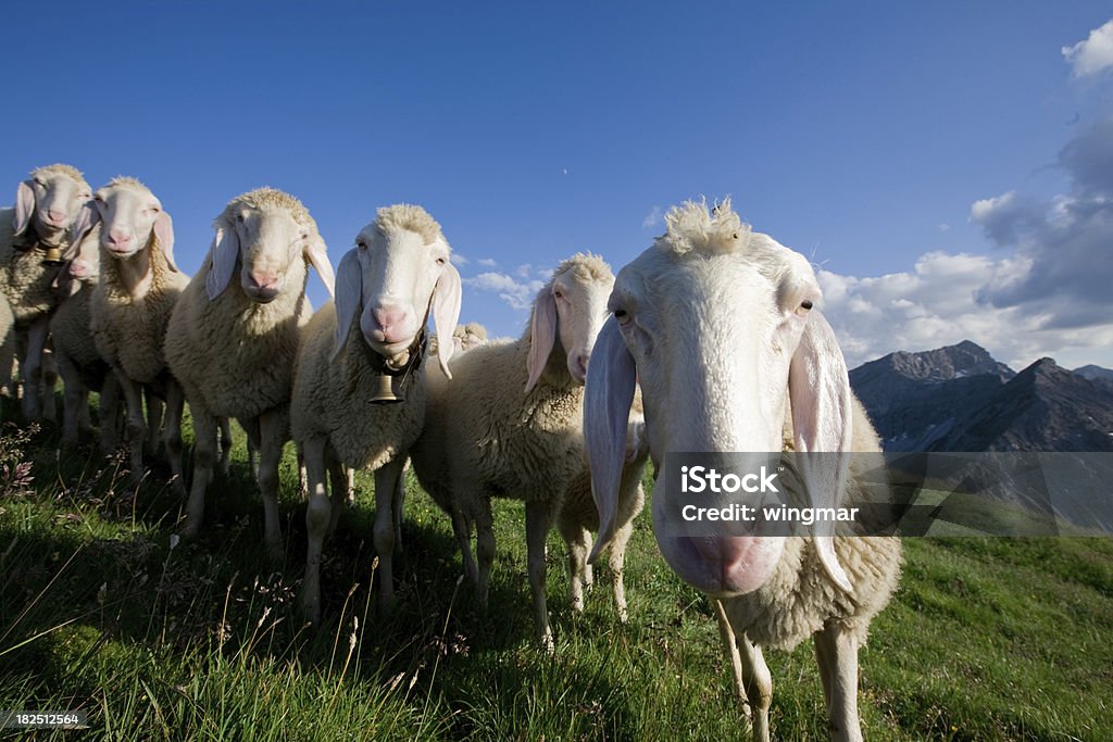 グループの若い羊にお望みのカメラ - ヒツジのロイヤリティフリーストックフォト