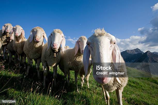 グループの若い羊にお望みのカメラ - ヒツジのストックフォトや画像を多数ご用意 - ヒツジ, チロル州, 並んでいる