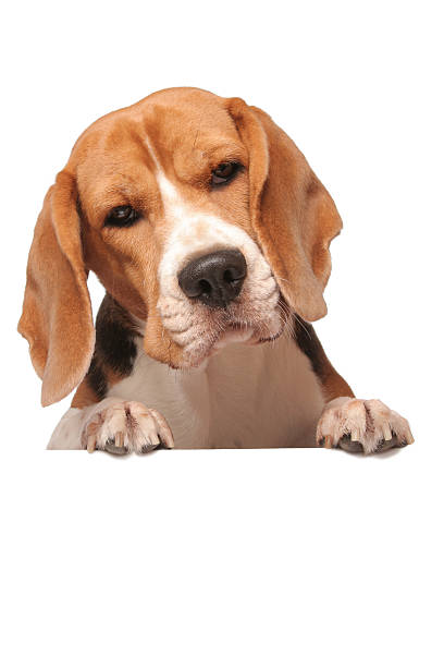 istock Beagle dog with banner 182512591