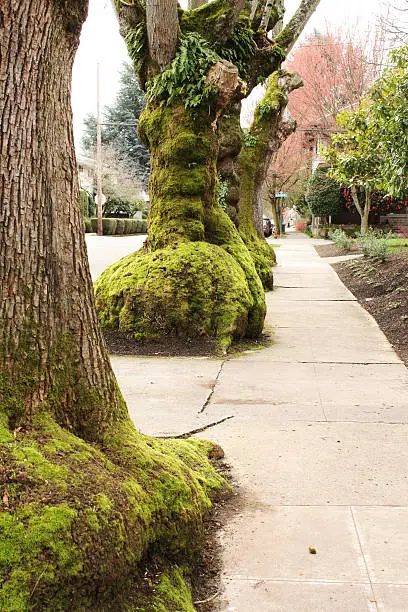 "London Planetrees (Platanus x Acerifolia) on Portland, Oregon street."