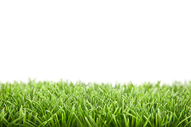 Football ( soccer ) field line on green grass